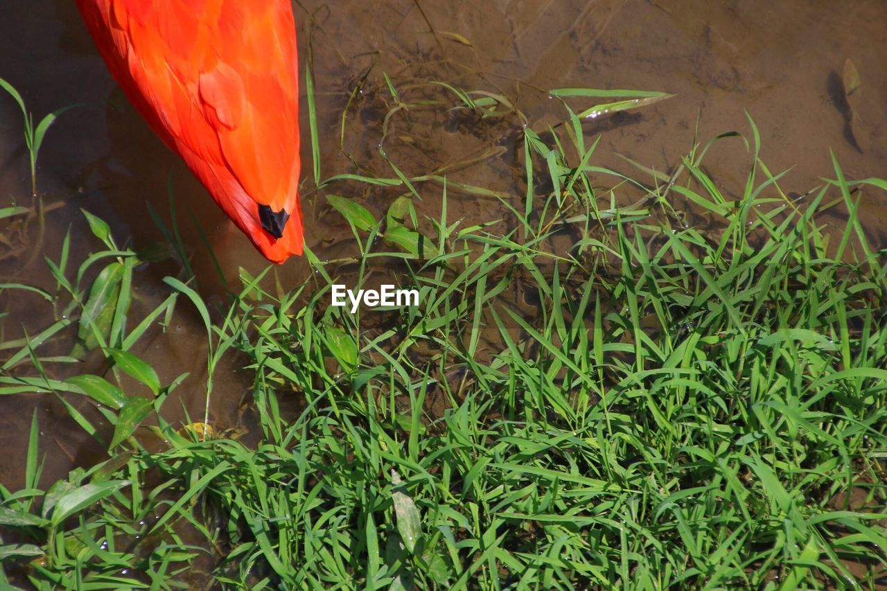 CLOSE-UP OF BIRD AGAINST PLANTS