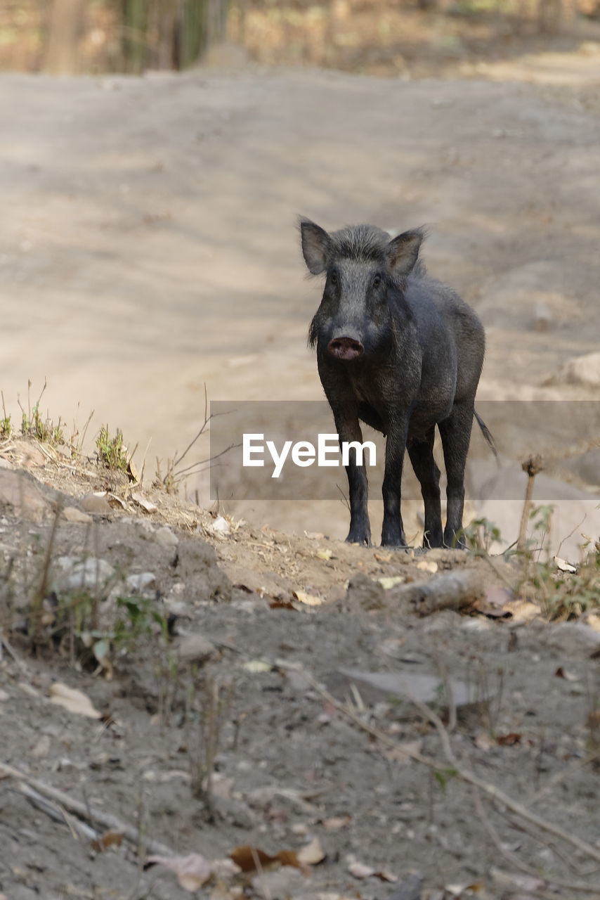 Portrait of wild bore standing in forest