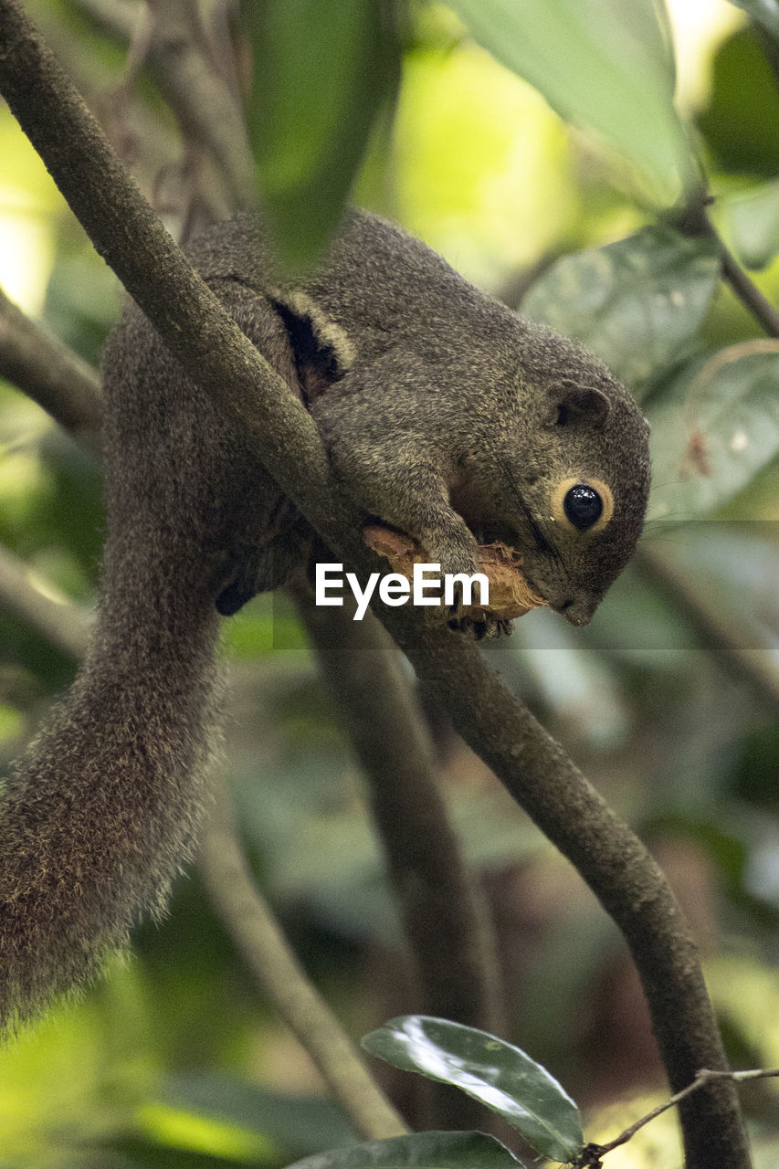 CLOSE-UP OF LIZARD ON TREE