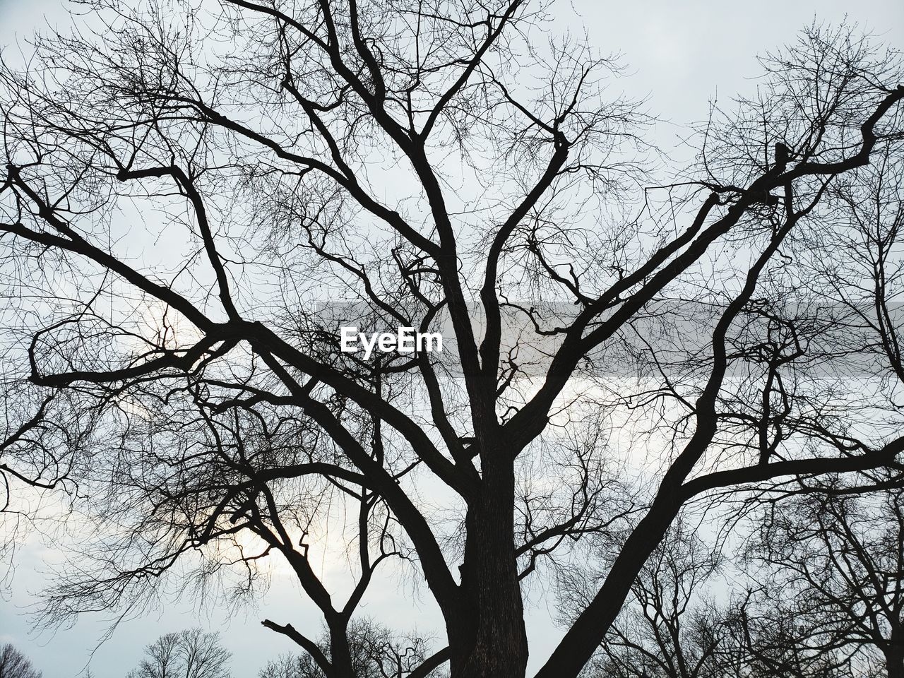 LOW ANGLE VIEW OF SILHOUETTE BARE TREE AGAINST CLEAR SKY