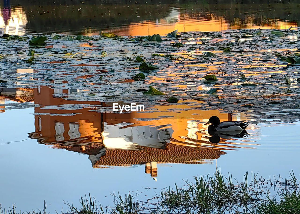 reflection, water, nature, lake, no people, outdoors, duck, day, beauty in nature, tranquility, architecture, evening, animal, plant, animal themes, nautical vessel, animal wildlife
