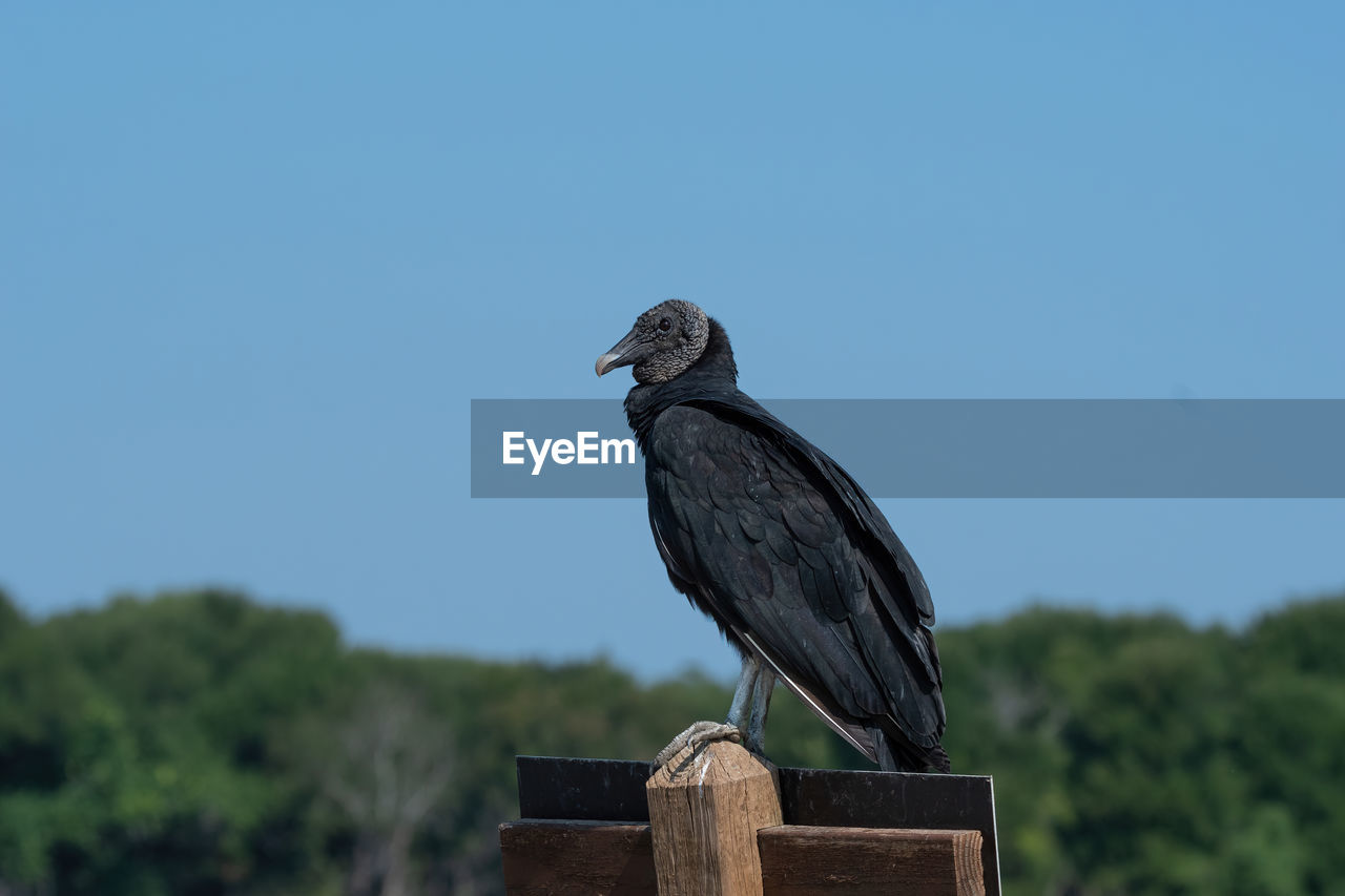 BIRD PERCHING ON WOODEN POST AGAINST CLEAR SKY