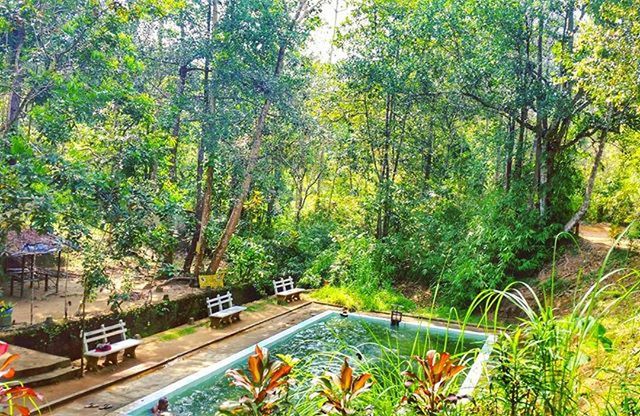 VIEW OF TREES IN FOREST