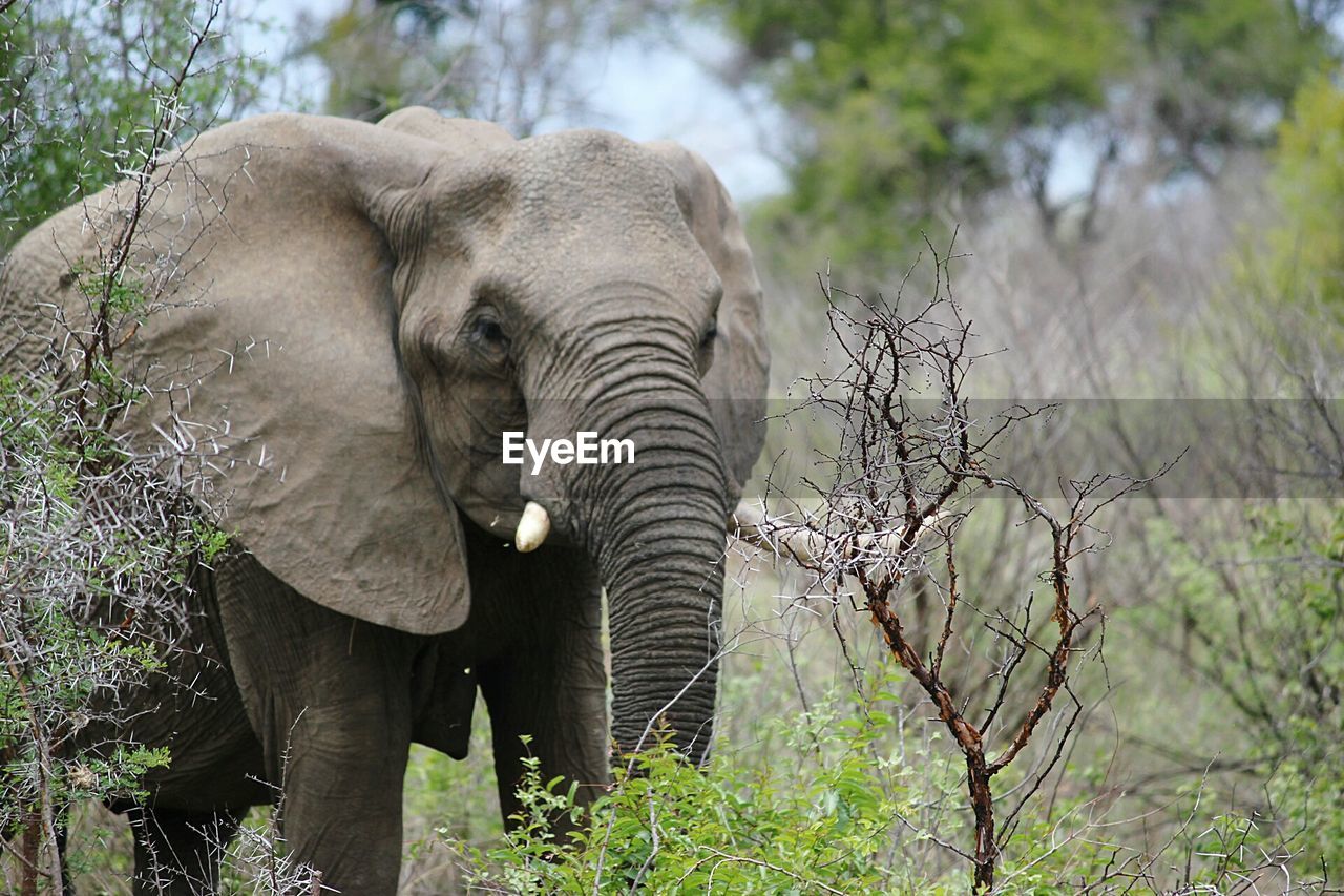 ELEPHANT ON FOREST