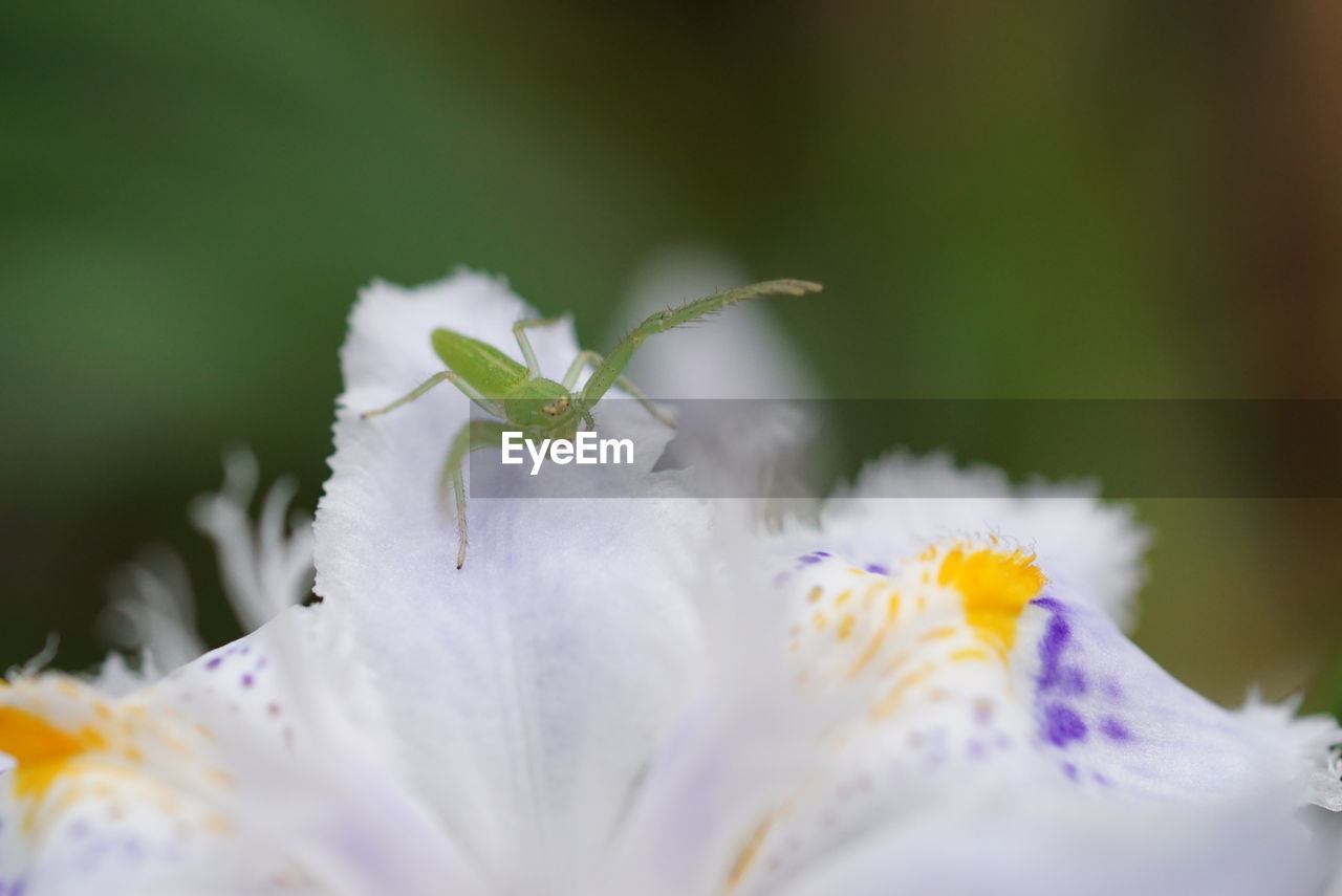 Close-up of insect on iris