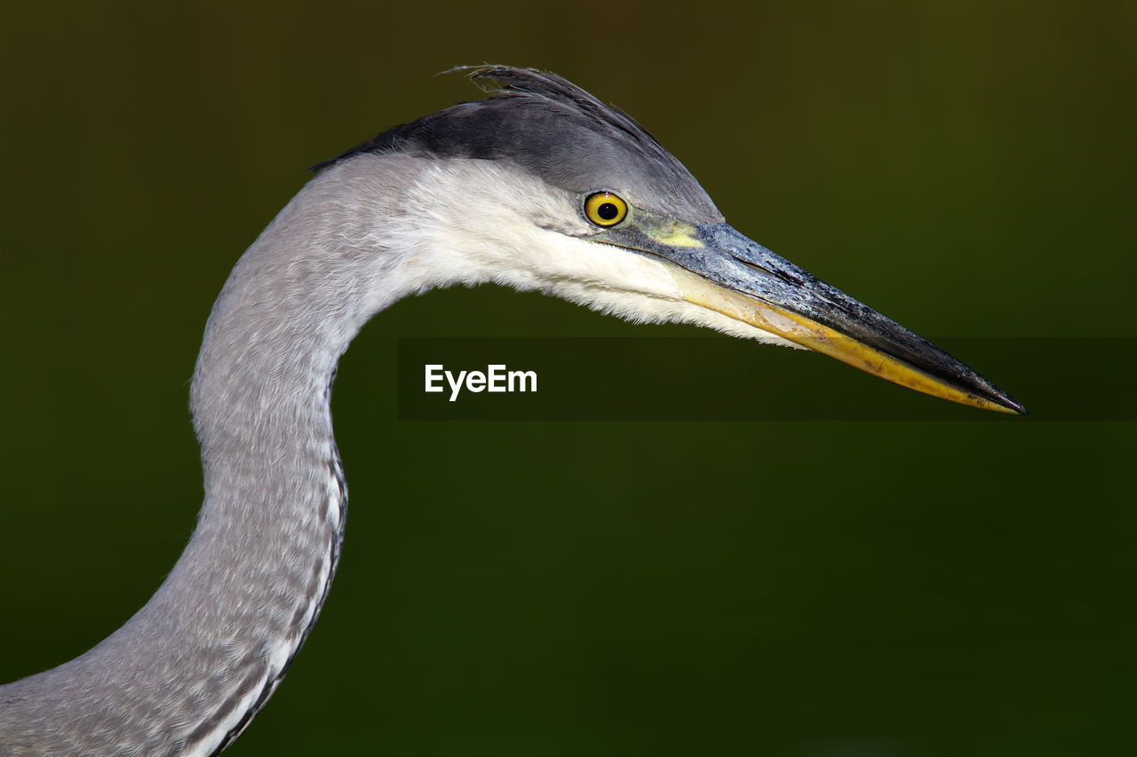 Portrait of the young grey heron