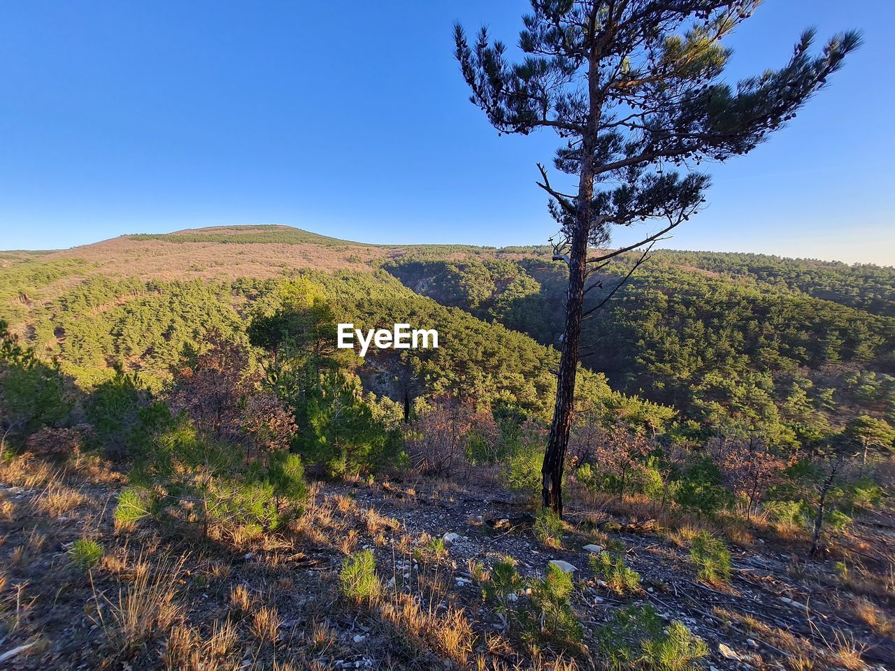 SCENIC VIEW OF FIELD AGAINST CLEAR SKY