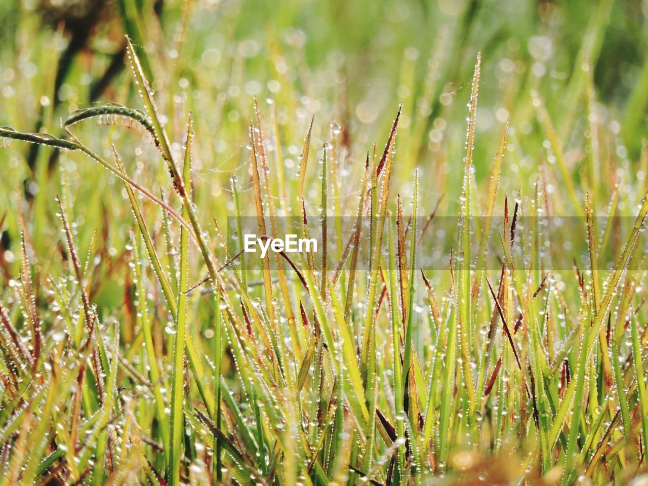 Close-up of grass growing in field