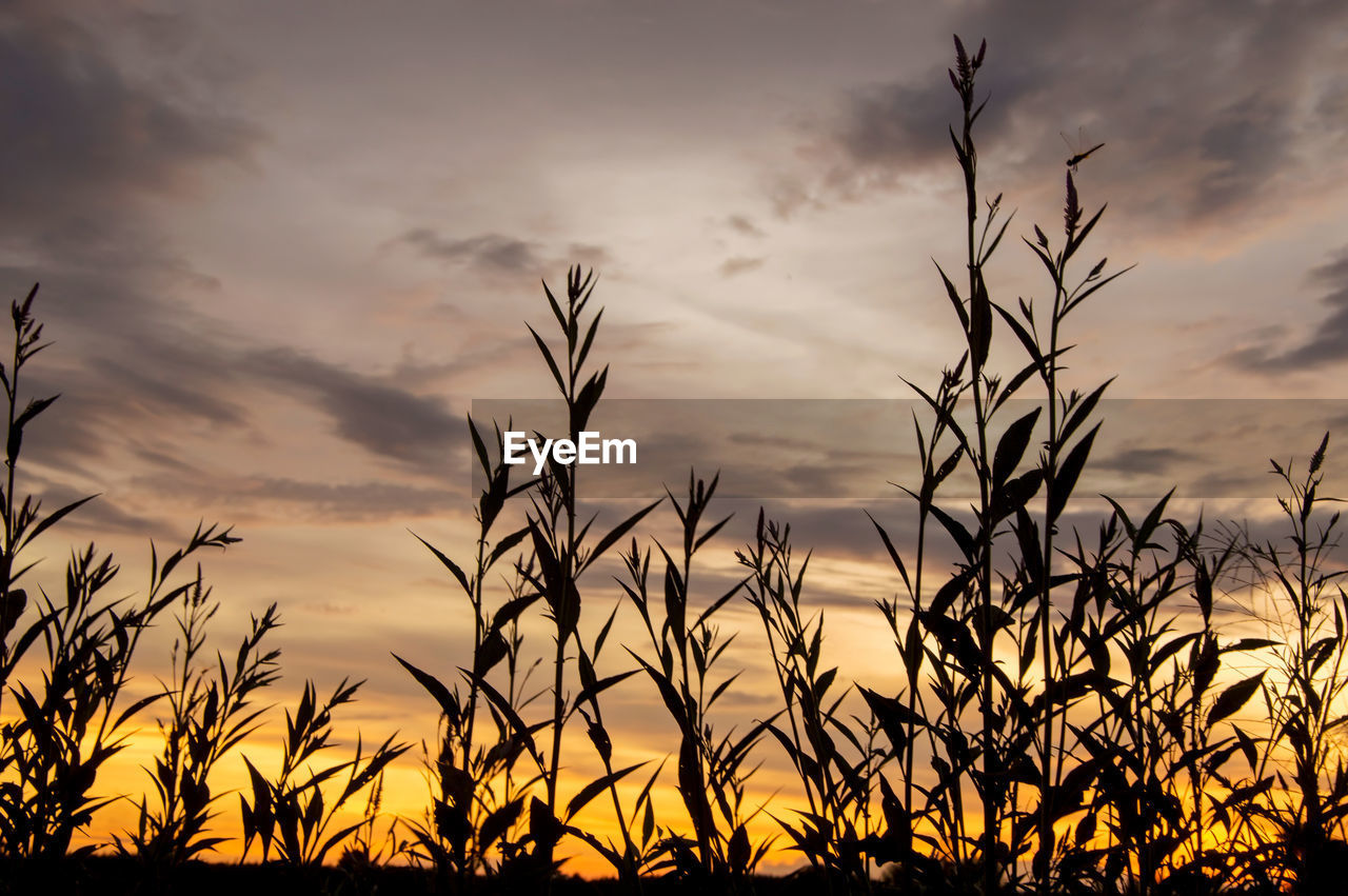 Low angle view of silhouette plants on field against sky during sunset