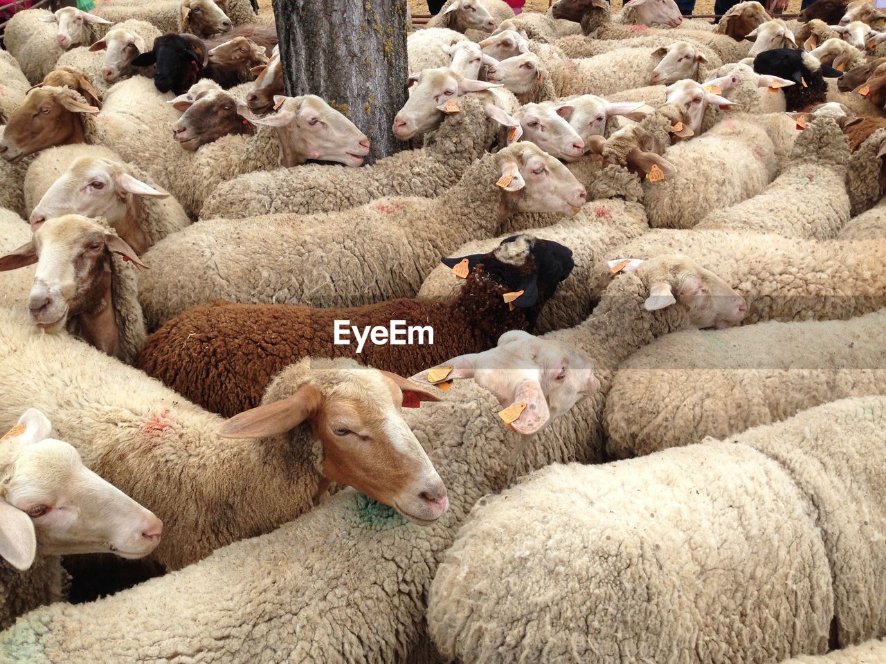 High angle view of sheep flock at farm