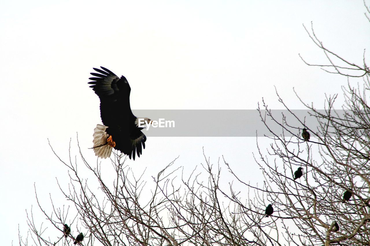 Low angle view of bald eagle flying against clear sky