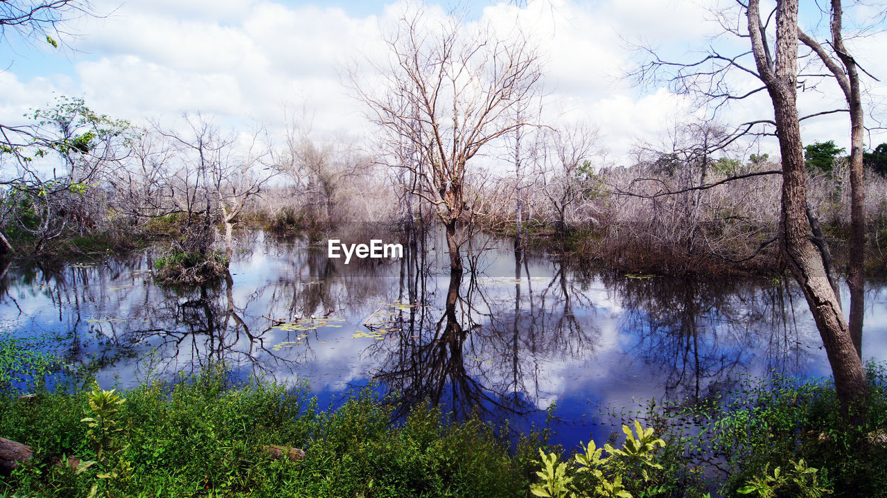 Scenic view of lake in forest