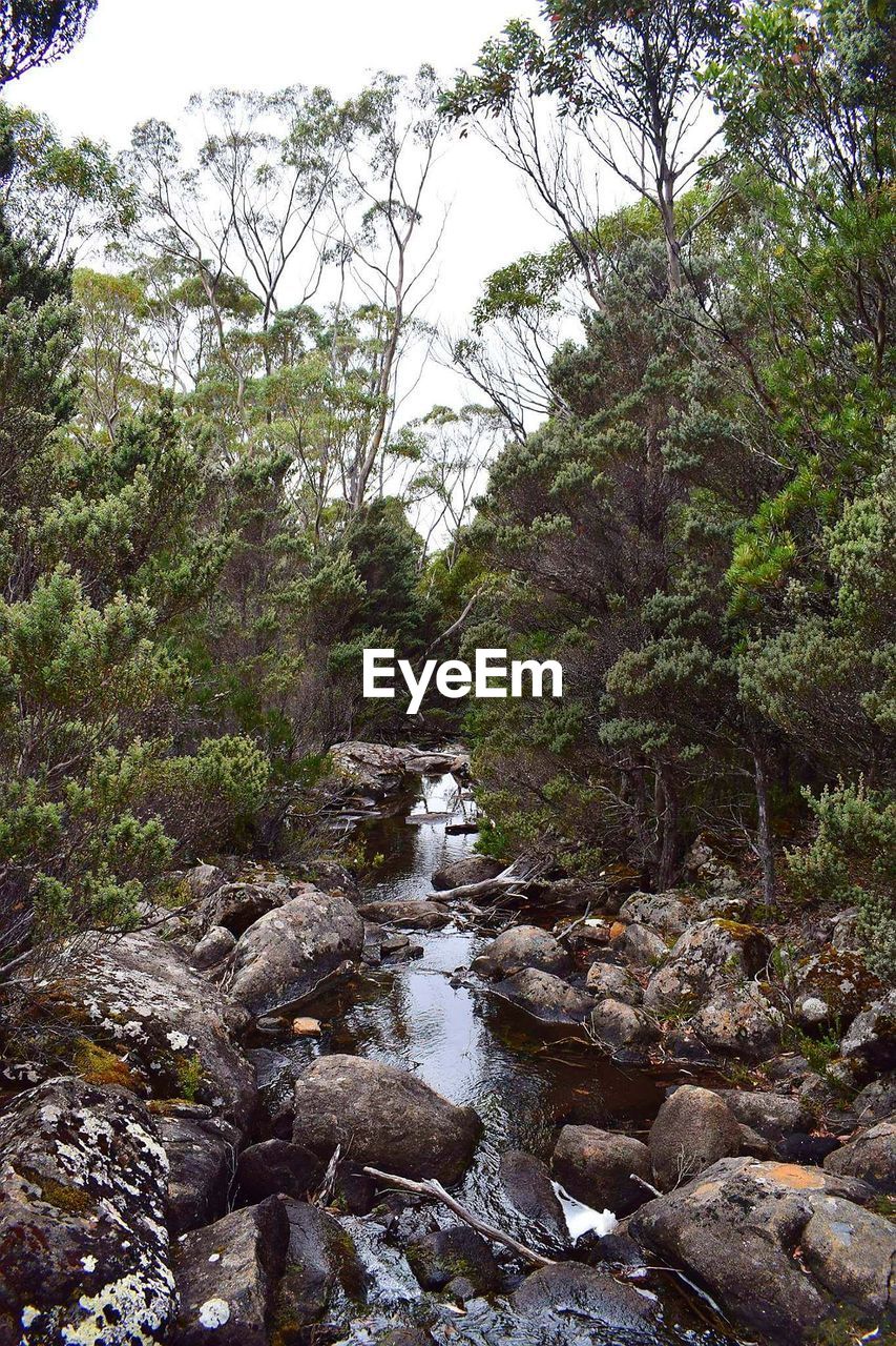 SCENIC VIEW OF RIVER AMIDST TREES IN FOREST AGAINST SKY