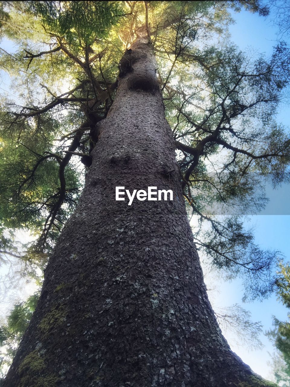 LOW ANGLE VIEW OF TREES AGAINST SKY