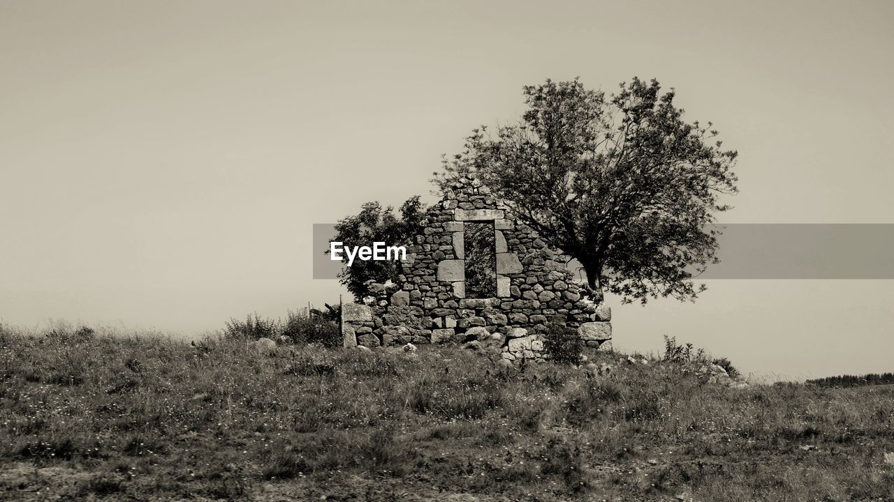 BARE TREE IN FIELD AGAINST CLEAR SKY