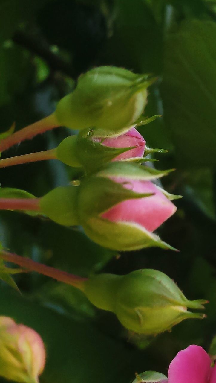 Close-up of pink flower