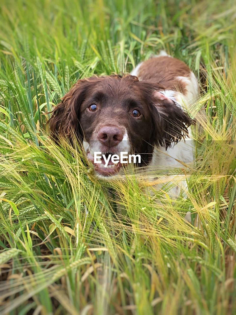 Portrait of dog amidst plants on field