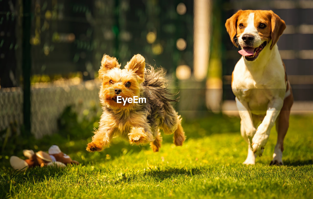 An amazing yorkshire terrier is having fun running and jumping towards camera. copy space background