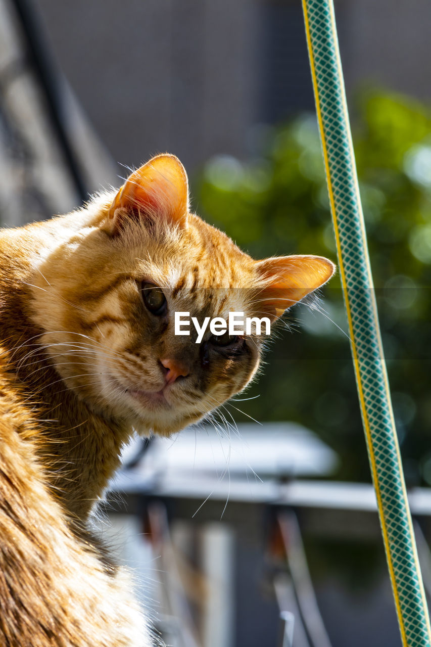 Close-up of my ginger cat looking at the camera