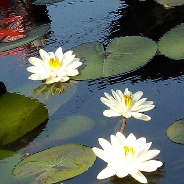 CLOSE-UP OF LOTUS WATER LILY IN POND