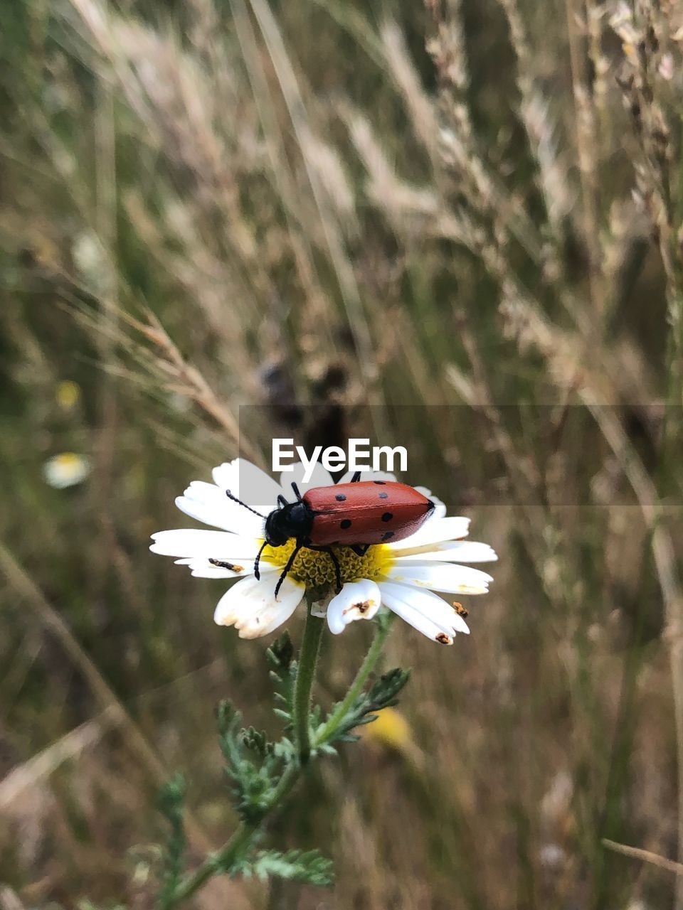 Nature, coccinellidae, ladybug, mariquita