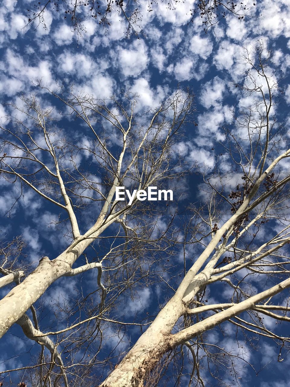 LOW ANGLE VIEW OF BARE TREES AGAINST SKY