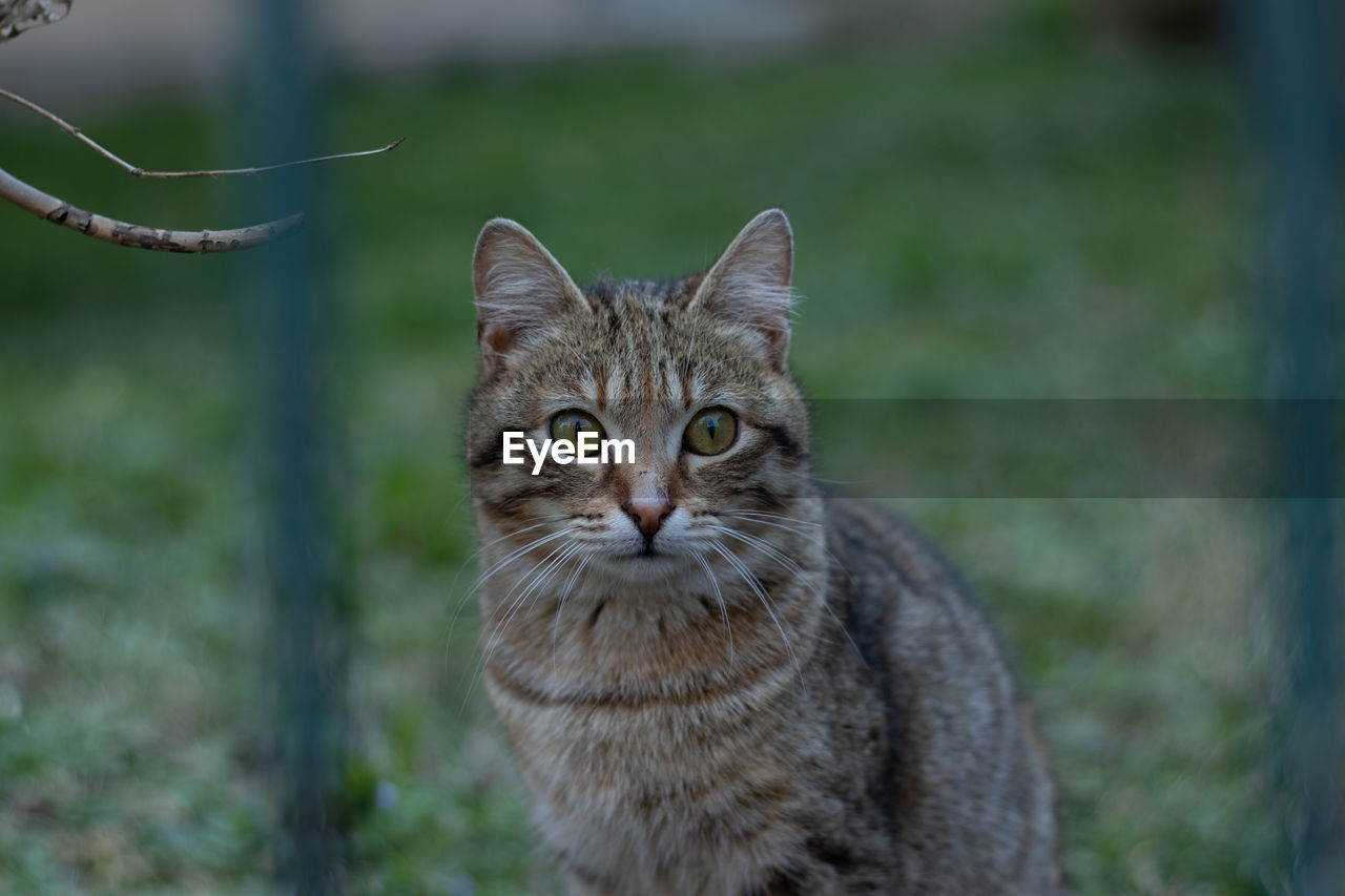 Close-up portrait of tabby cat outdoors