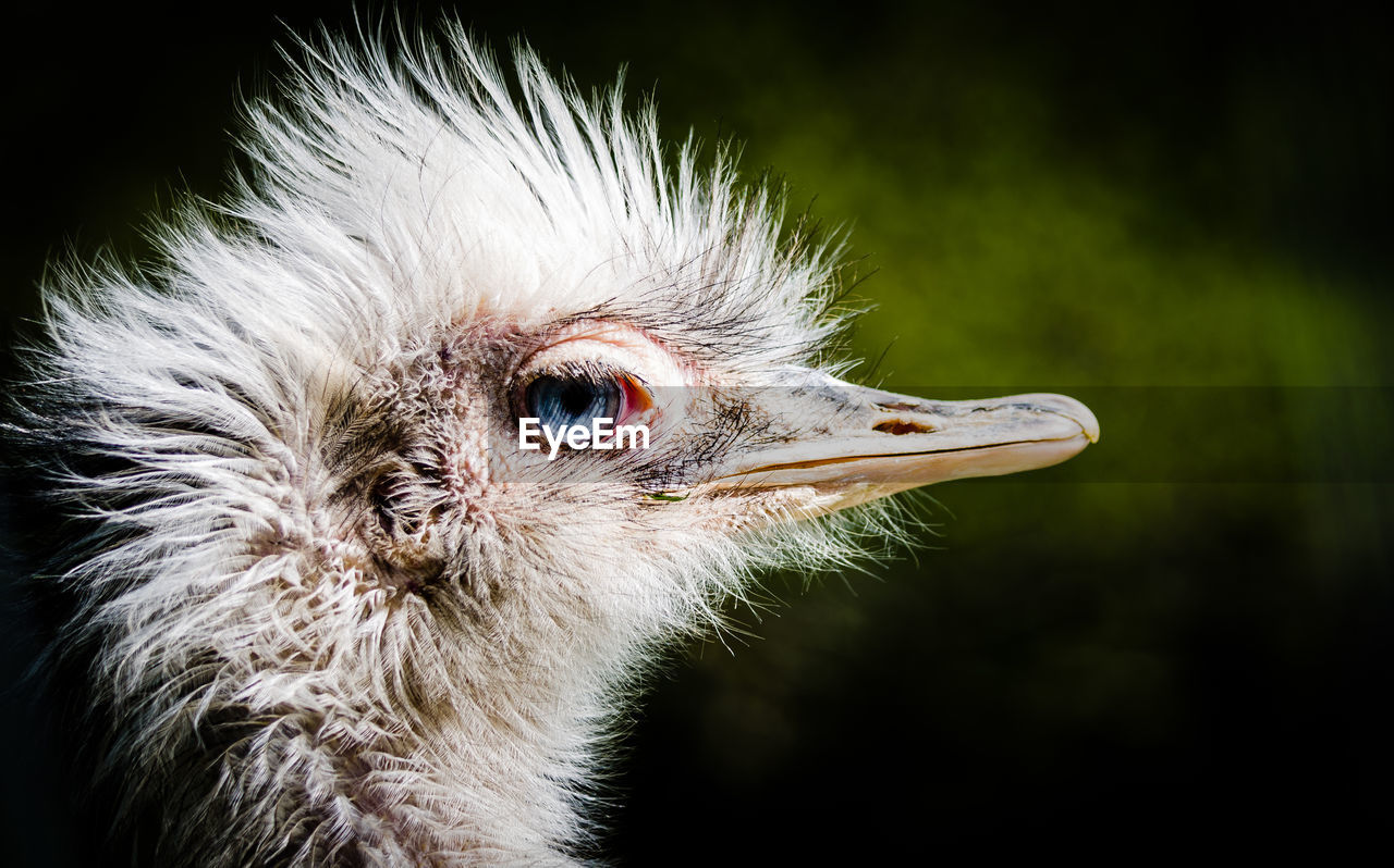 Close-up of young ostrich