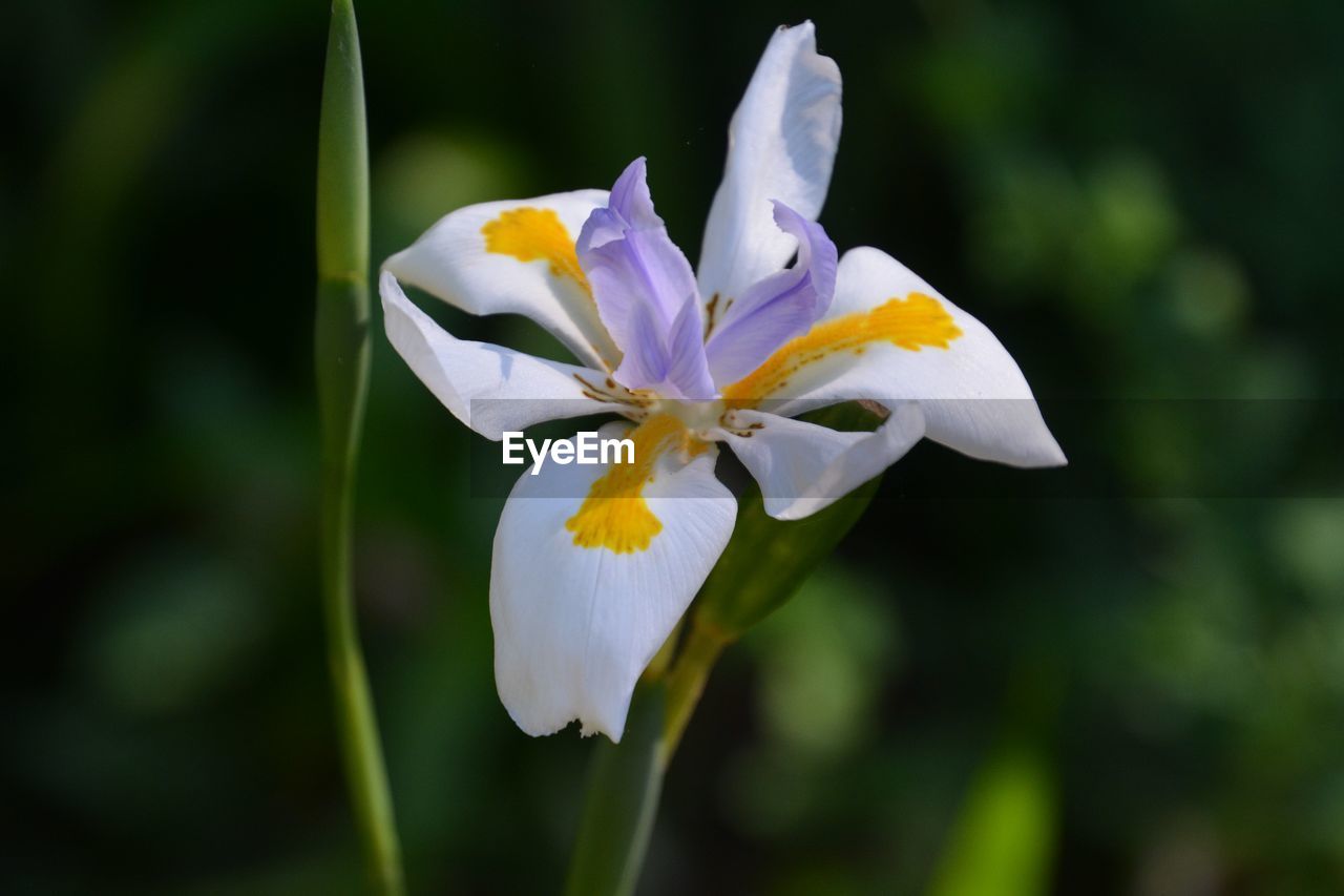 CLOSE-UP OF WHITE LILY BLOOMING OUTDOORS