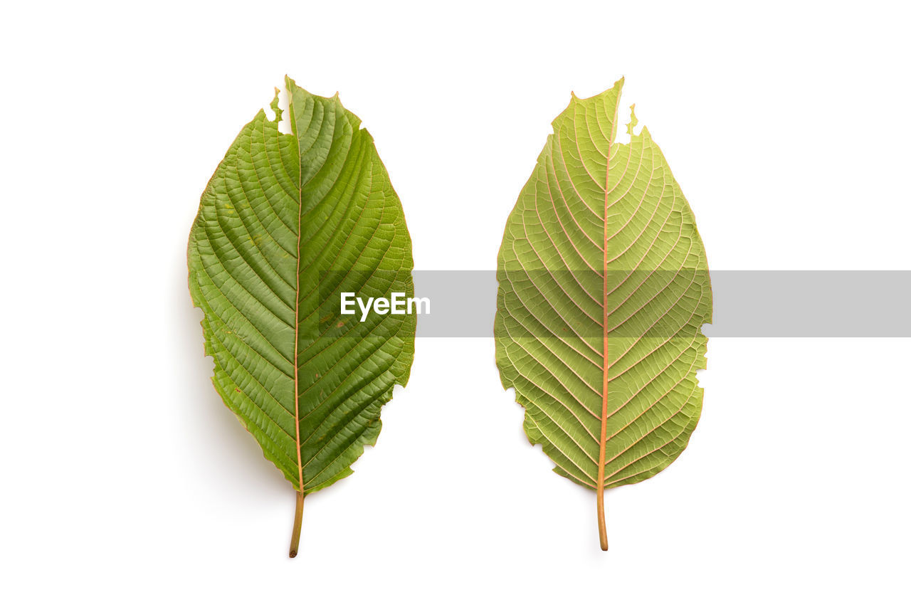 leaf, plant part, green, tree, nature, plant, branch, white background, cut out, no people, studio shot, produce, close-up, beauty in nature, leaf vein, indoors, food and drink, freshness