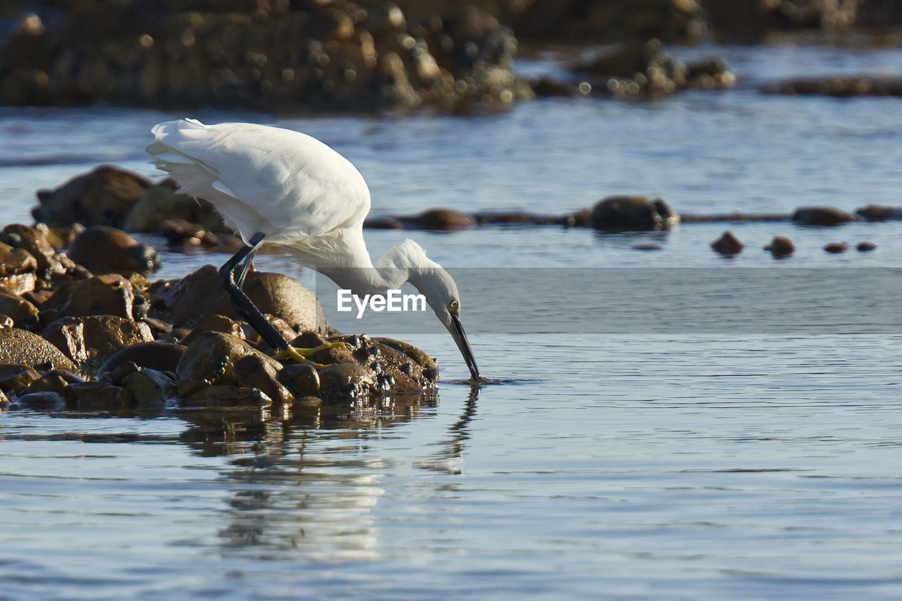 CLOSE-UP OF SWANS IN LAKE