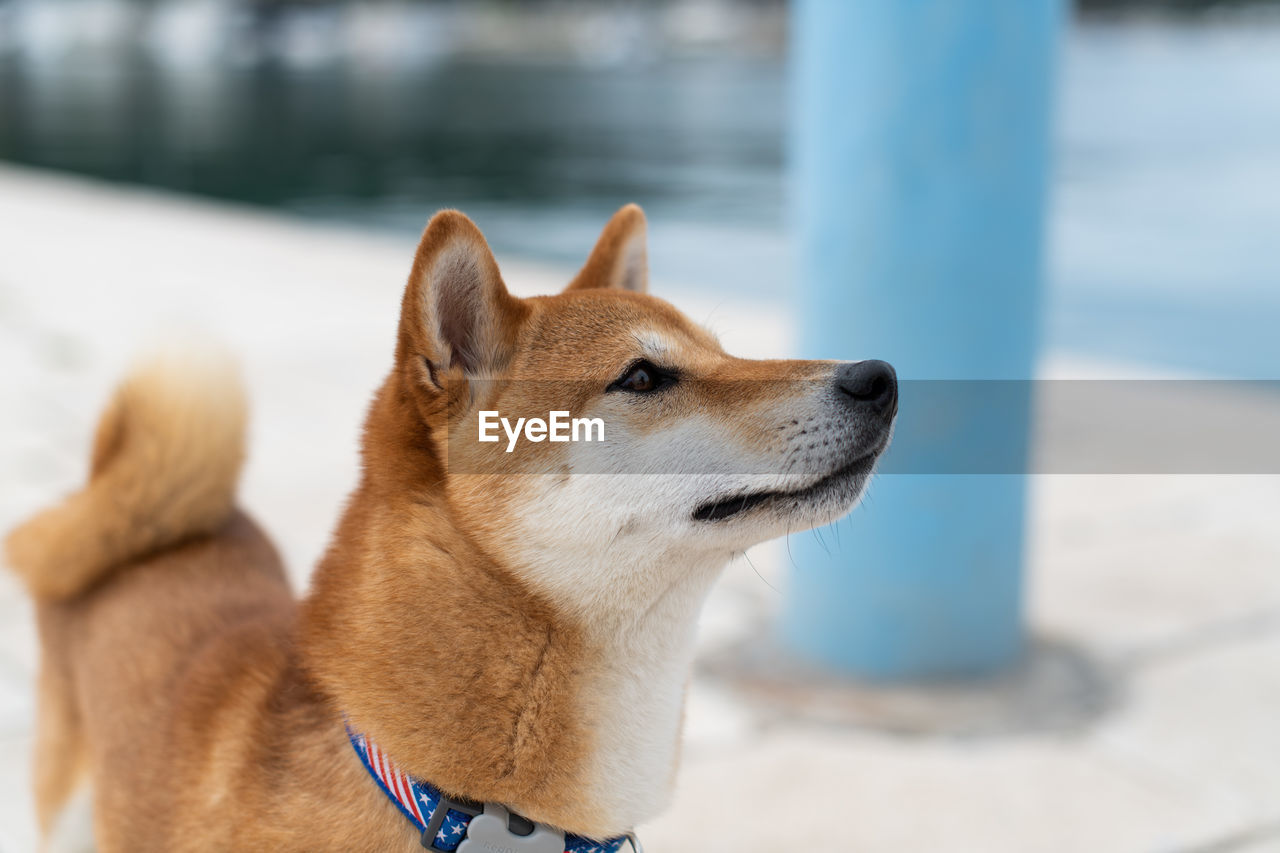 Close-up of dog looking away