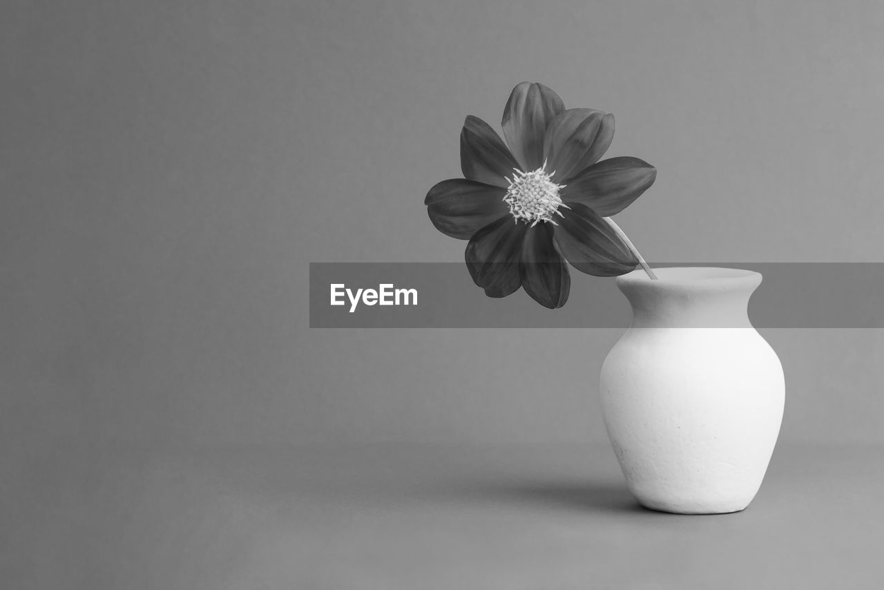 A red dahlia flower in a white jug on a gray background with a copy space black and white