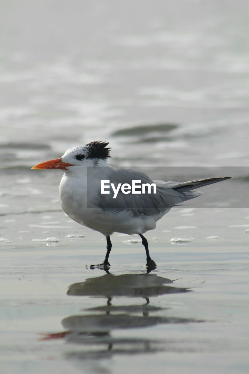 CLOSE-UP OF BIRDS PERCHING ON WATER