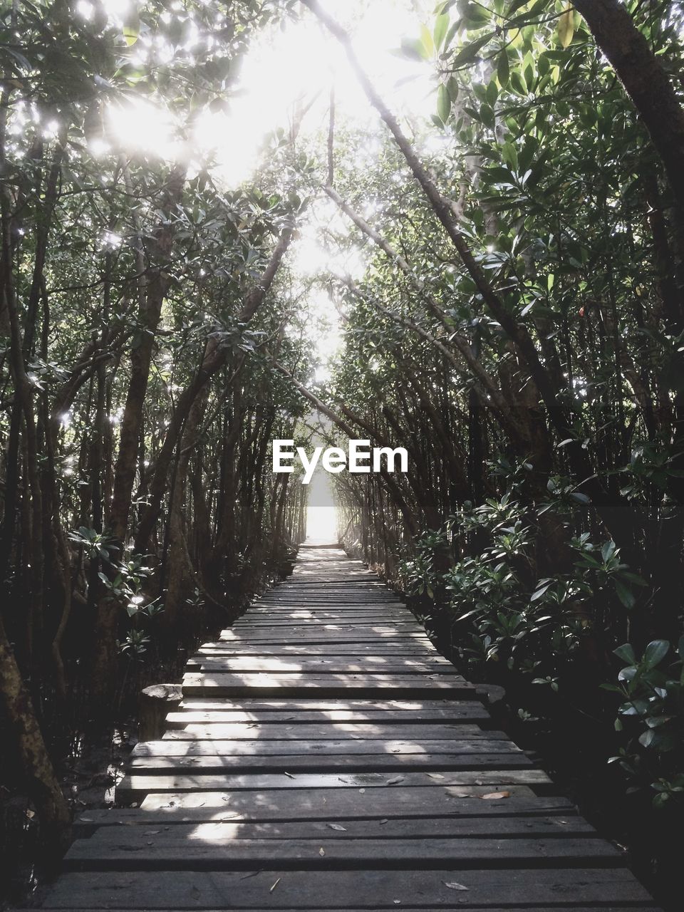 FOOTPATH PASSING THROUGH FOREST