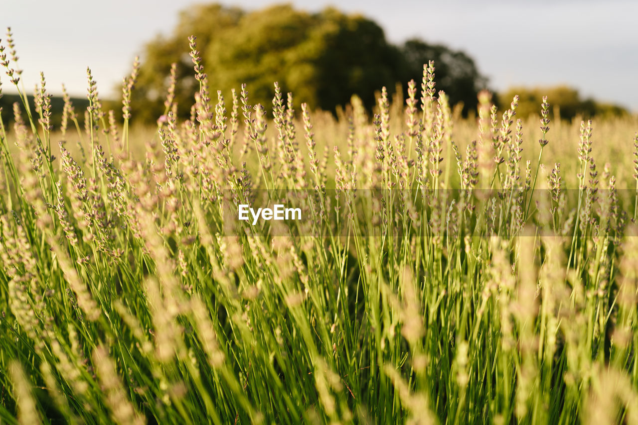 View of stalks in field against sky