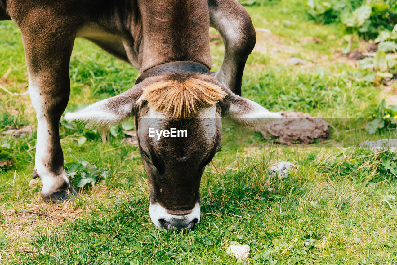 Close-up of cow grazing on grass