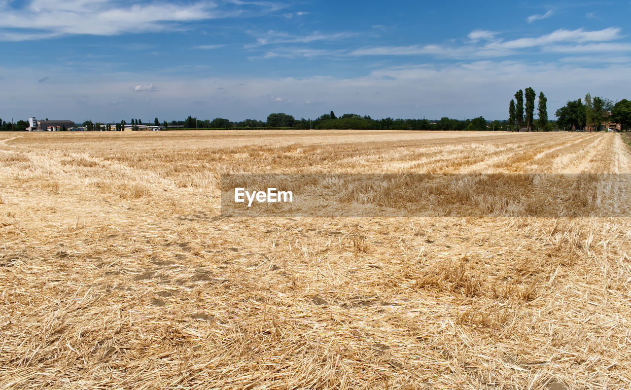 FIELD AGAINST SKY