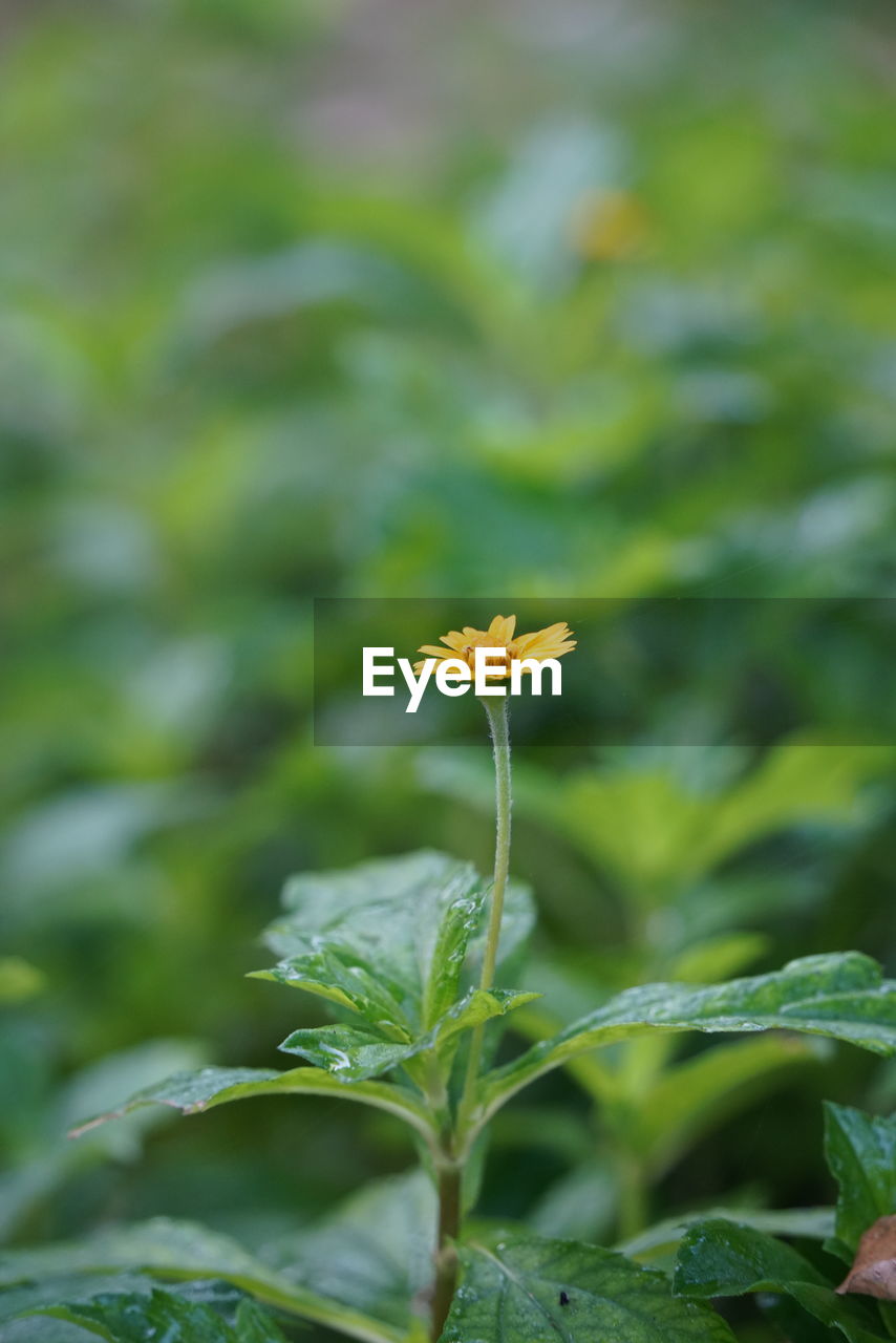 CLOSE-UP OF GREEN FLOWERING PLANT