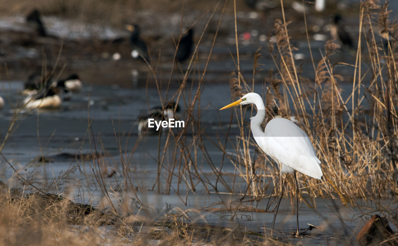 Bird perching on a lake