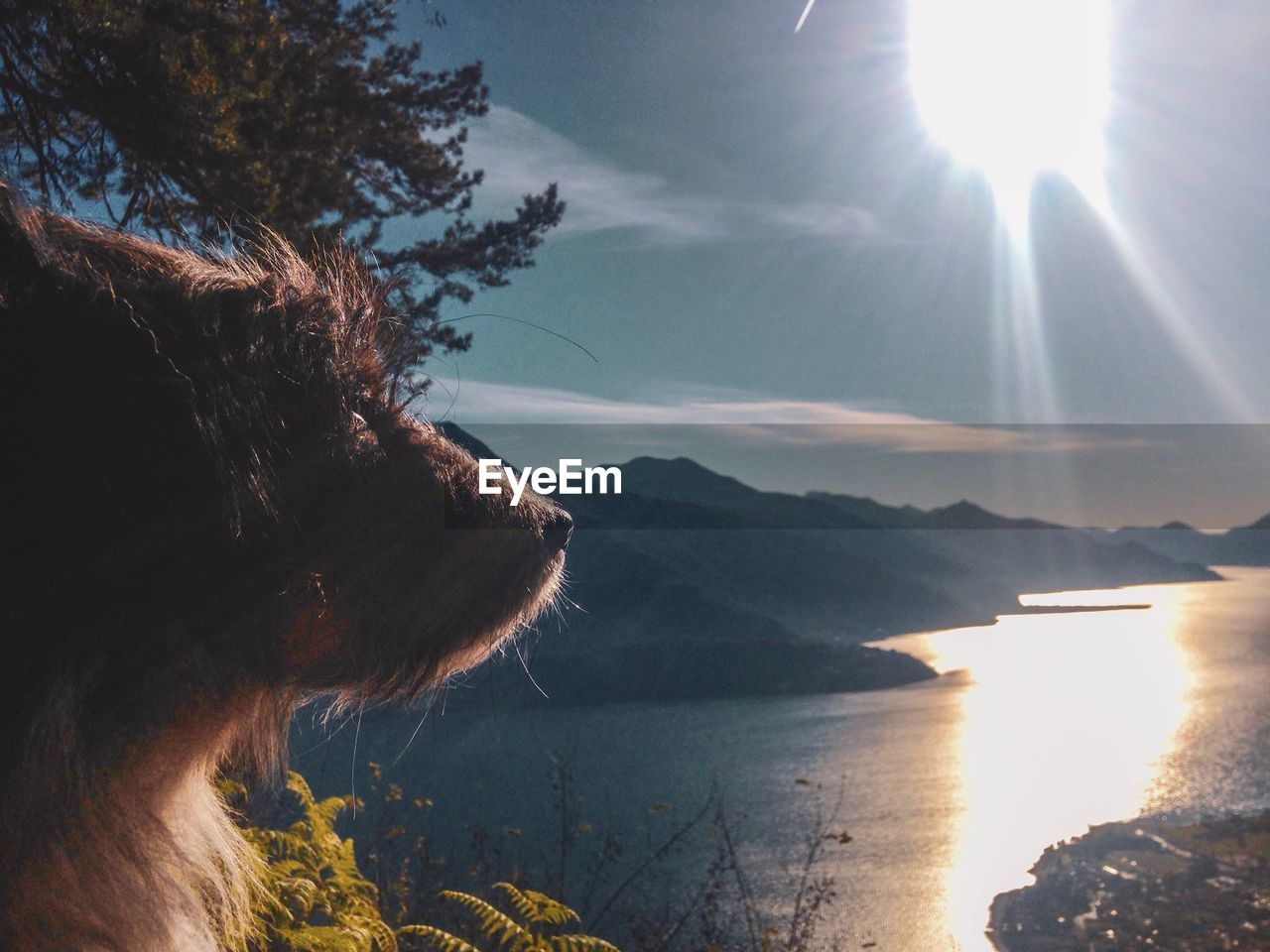 VIEW OF A DOG LOOKING AT MOUNTAIN