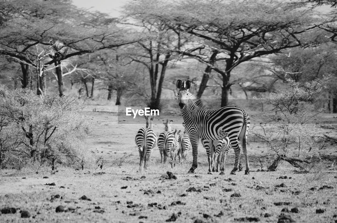 Zebras standing on field