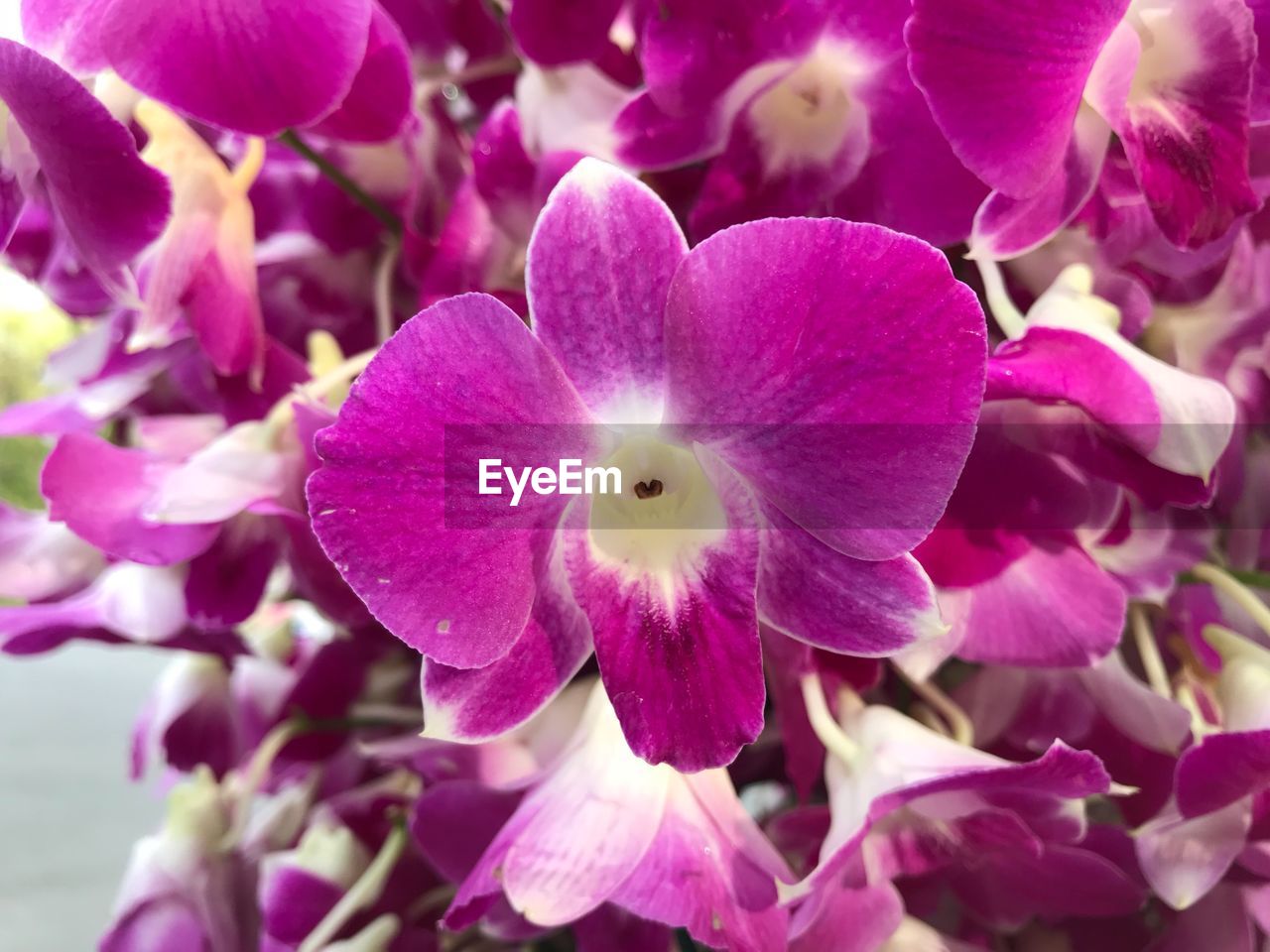 CLOSE-UP OF PURPLE FLOWERS BLOOMING