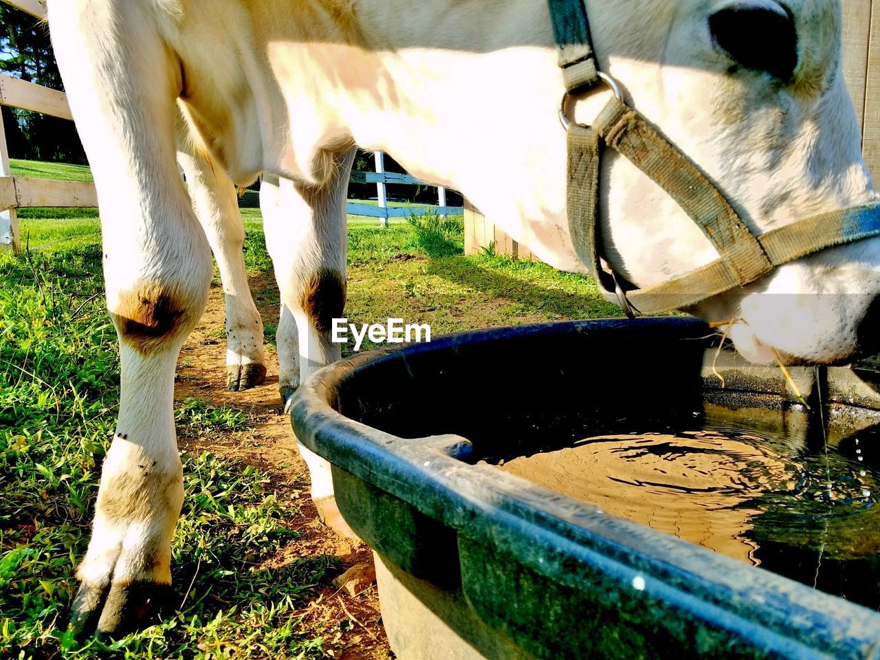 COW IN FIELD