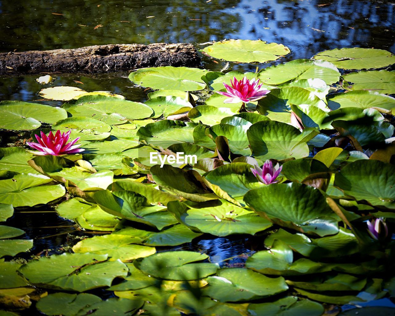 Lotus water lilies blooming on pond