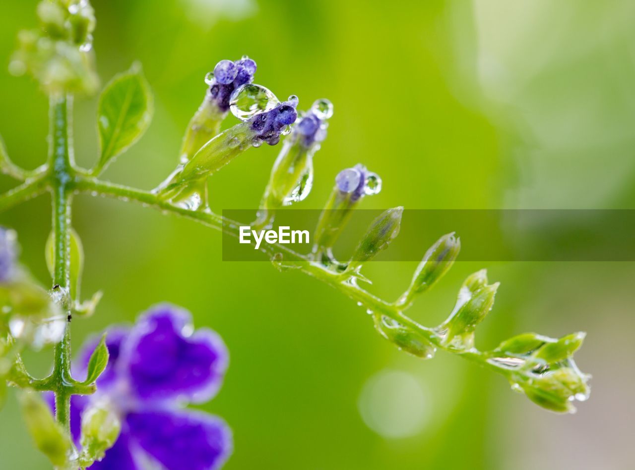 Close-up of wet flower plant outdoors