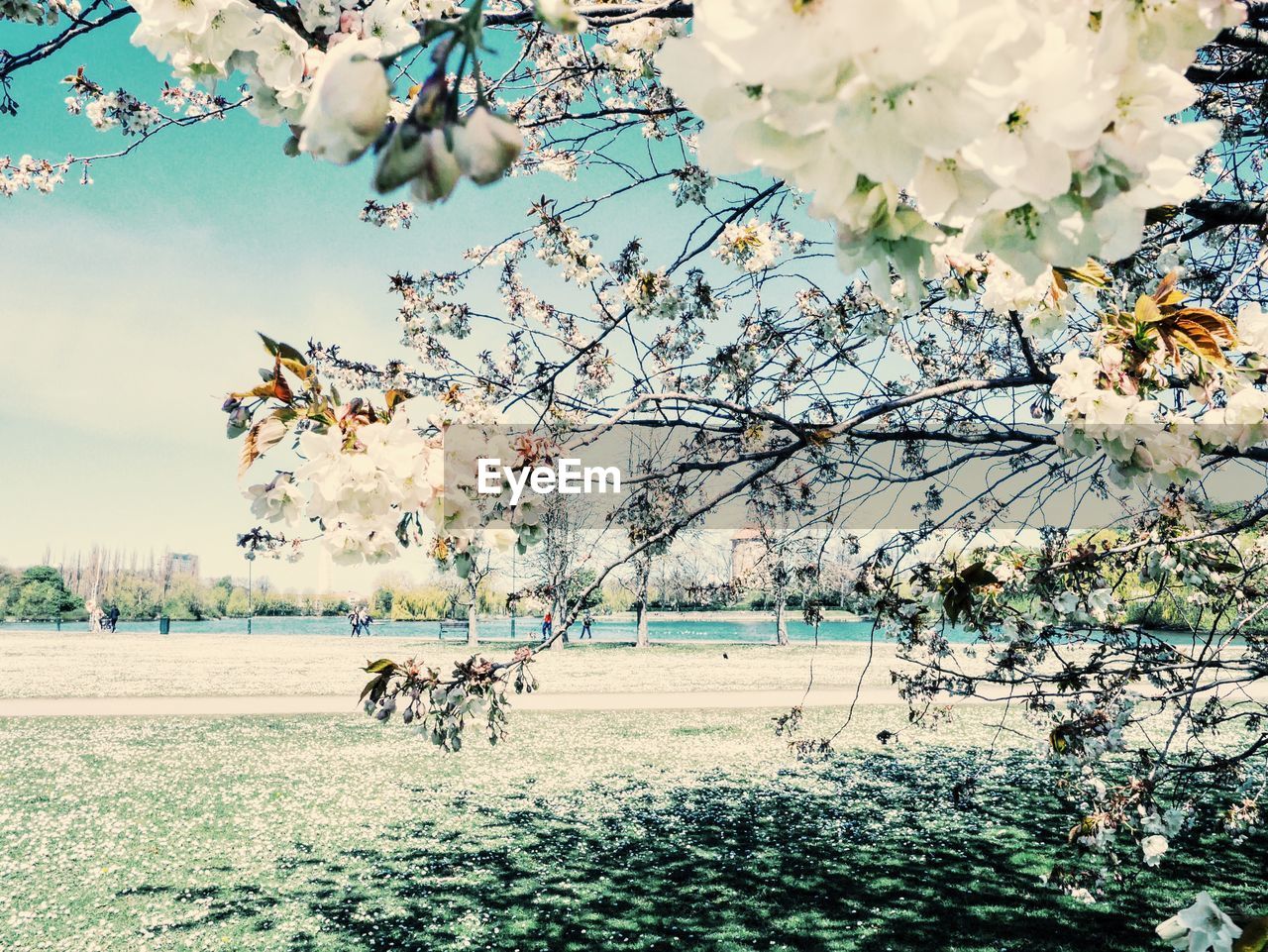 Flowers against calm water