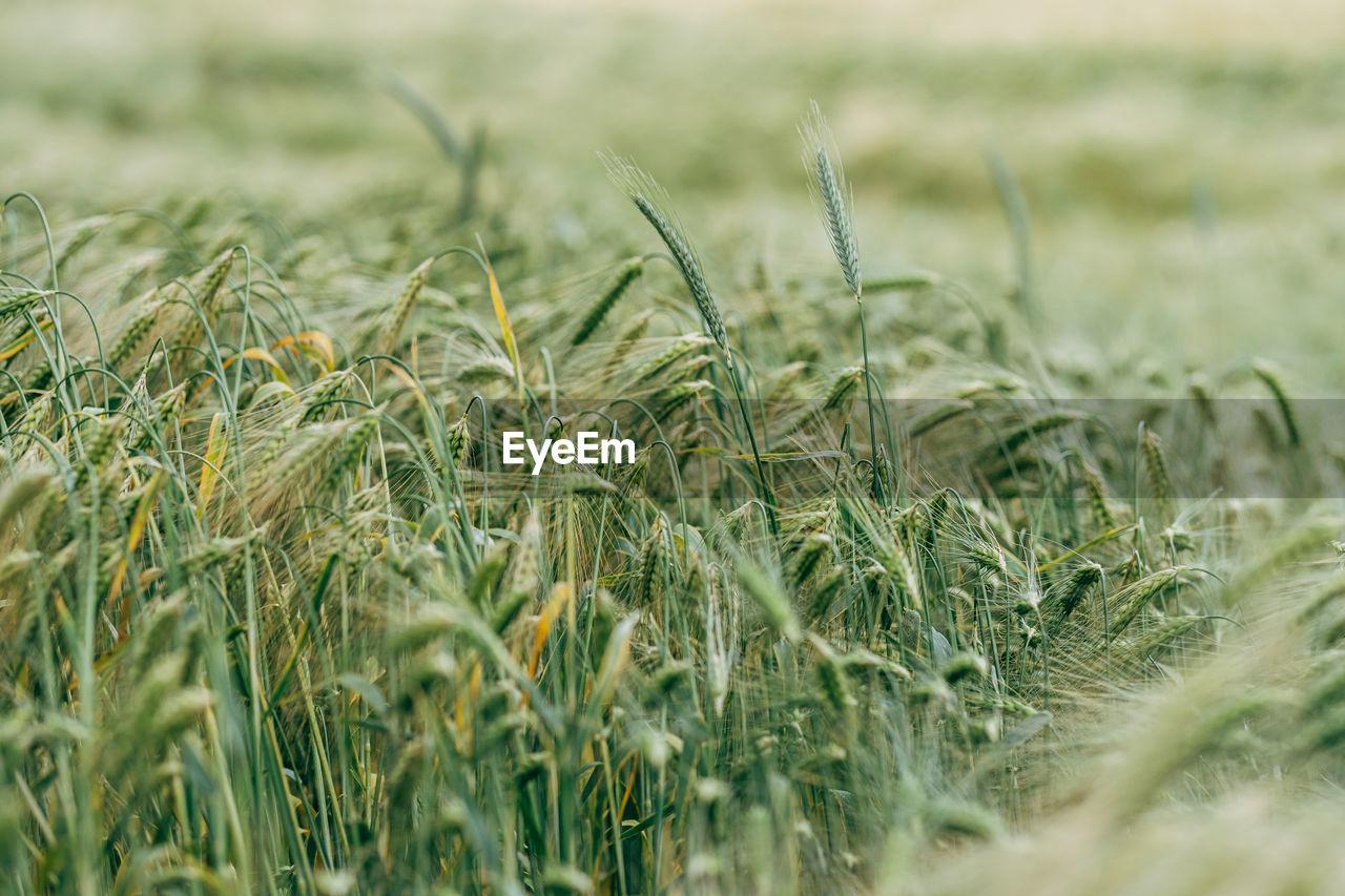 Close up of green oat field