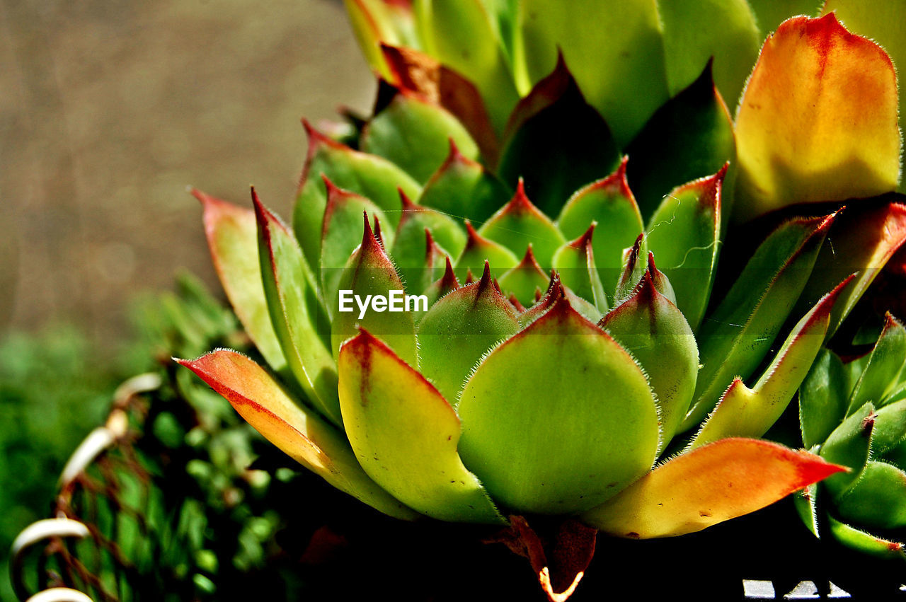CLOSE-UP OF SUCCULENT PLANT DURING CACTUS