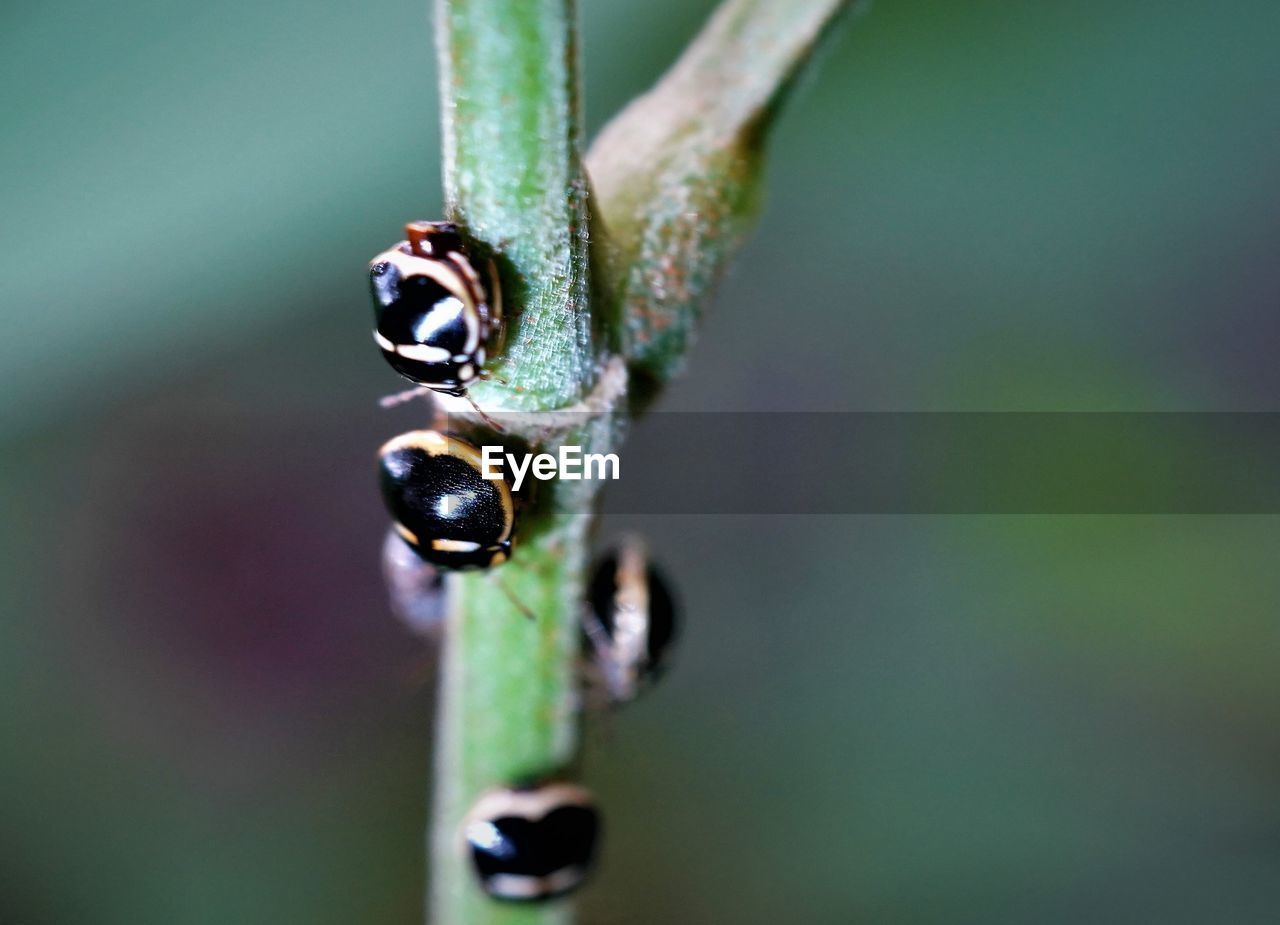 CLOSE-UP OF INSECT